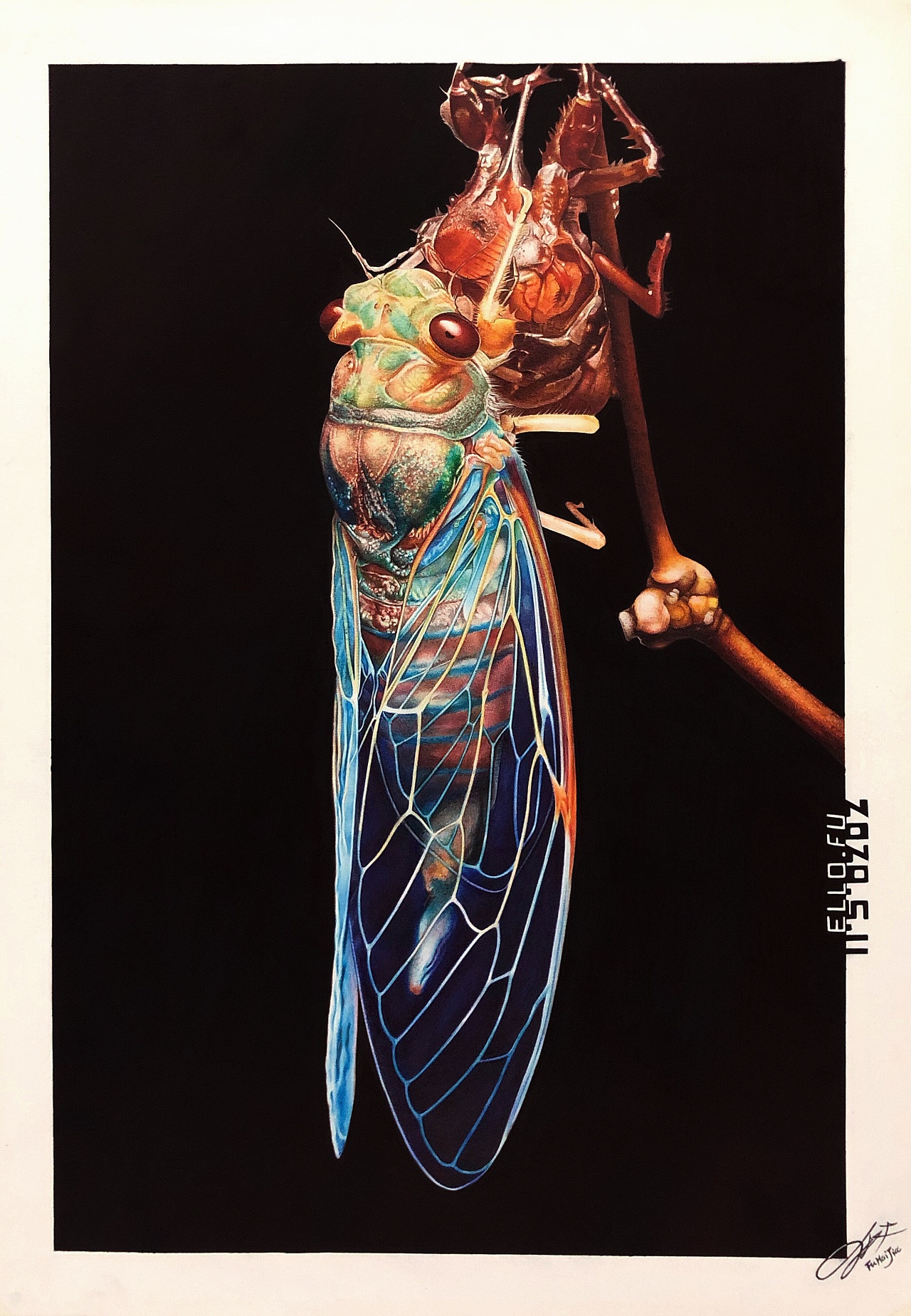 【圆珠笔手绘】青蝉