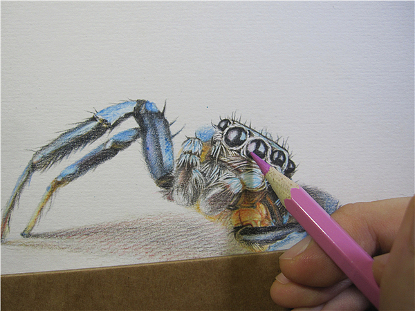 纸上彩铅--《跳蛛》过程随录
