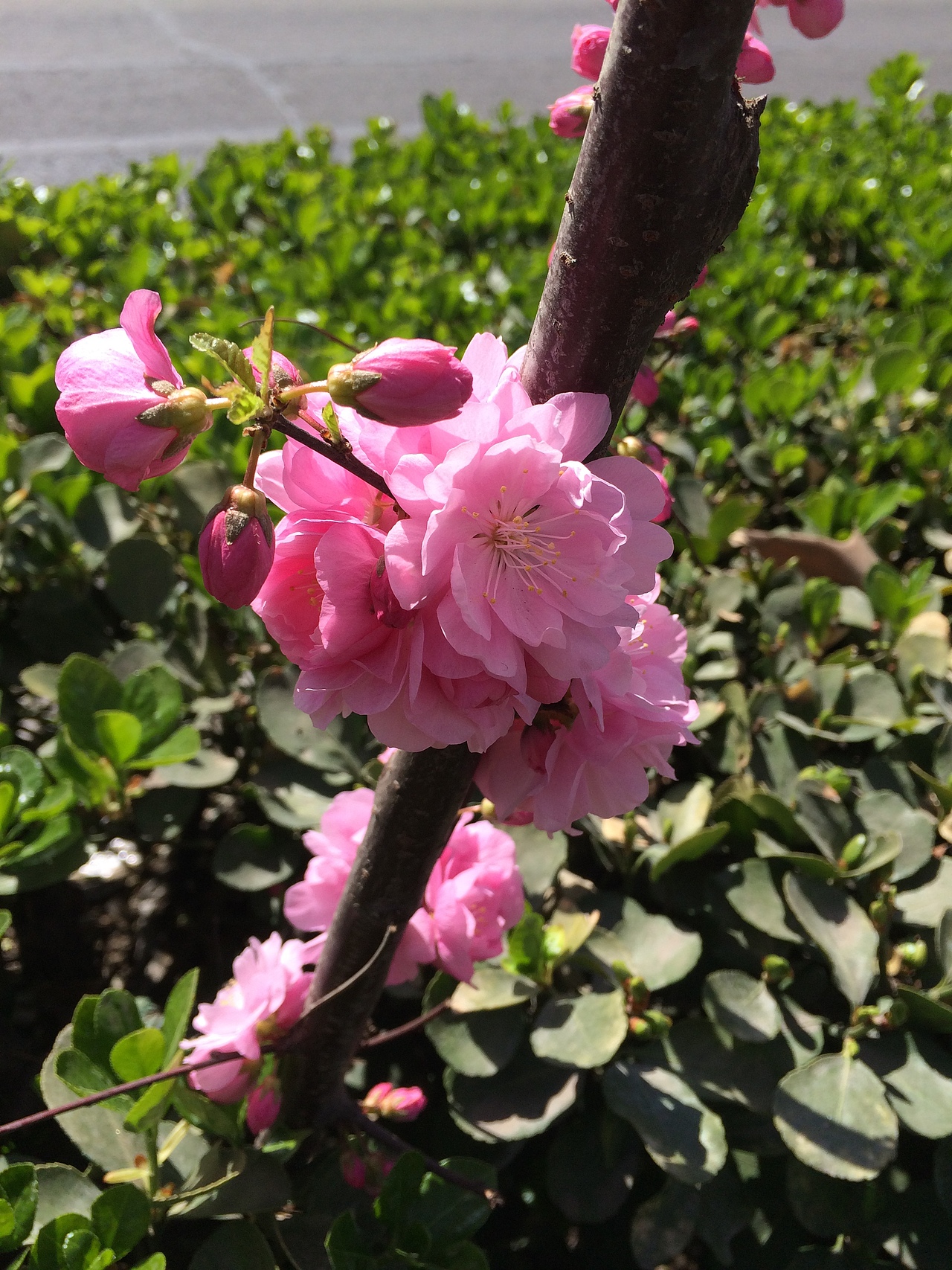 今天（图ZNDUyOTMwODA=） - 产品摄影 - 站酷设计师颜颜Luna原创素材 - 站酷ZCOOL