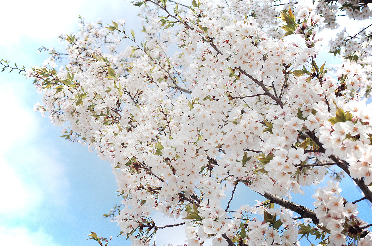 花花世界（图ZMjA0MDgxNjYw） - 风光摄影 - 站酷设计师过云雨微笑原创素材 - 站酷ZCOOL