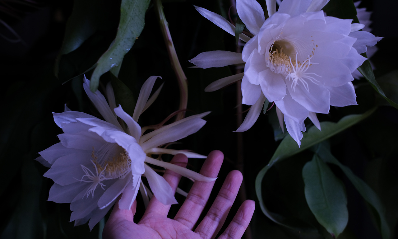 曇花·盛放（圖ZMjczMDMyNzA4） - 其他攝影 - 站酷設計師風子阿坤原創(chuàng)素材 - 站酷ZCOOL