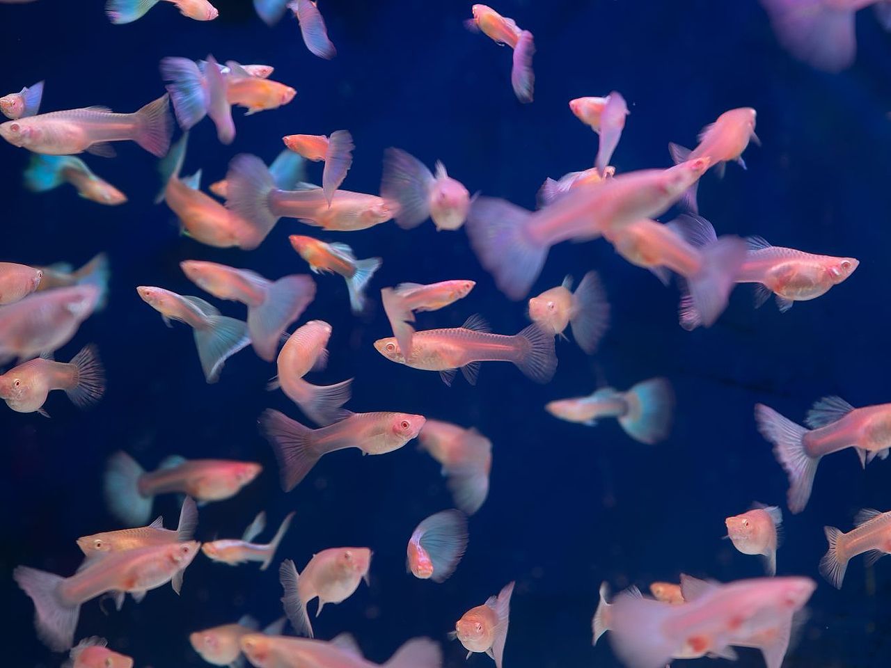 水族（圖ZMzM4MTA0NjEy） - 寵物攝影 - 站酷設(shè)計師大鵬映象原創(chuàng)素材 - 站酷ZCOOL