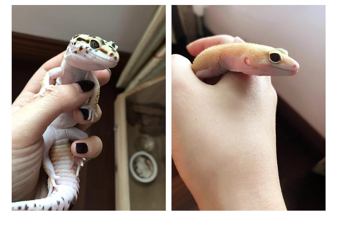 Gecko-Homies 小守宫的日常（单幅）（图ZMTA1MzY2ODIw） - 商业插画 - 站酷设计师不明大肉块原创素材 - 站酷ZCOOL