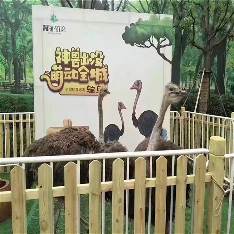 孔雀租赁观赏周口有百鸟展租赁展览活动电话