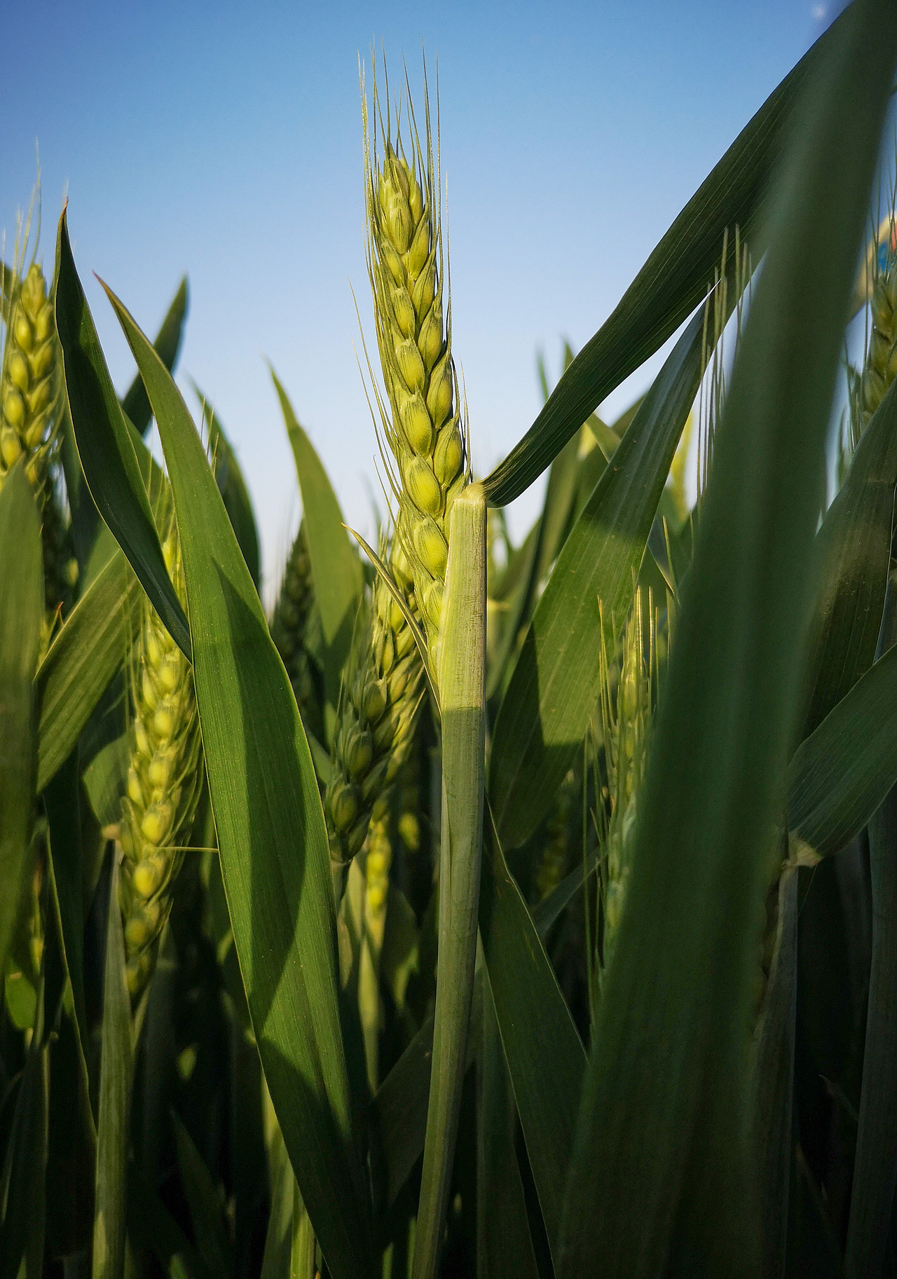 手机随拍~（图ZMTgxMTExNTEy） - 风光摄影 - 站酷设计师祁煜尘原创素材 - 站酷ZCOOL