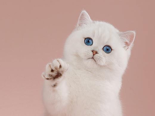 英国短毛猫