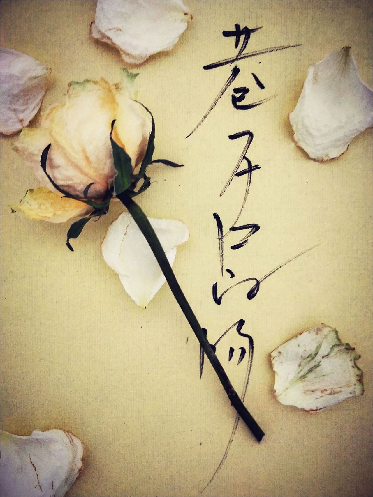 酿字，葬花（图ZMTUyOTE4MDI0） - 书法 - 站酷设计师andy_1223原创素材 - 站酷ZCOOL