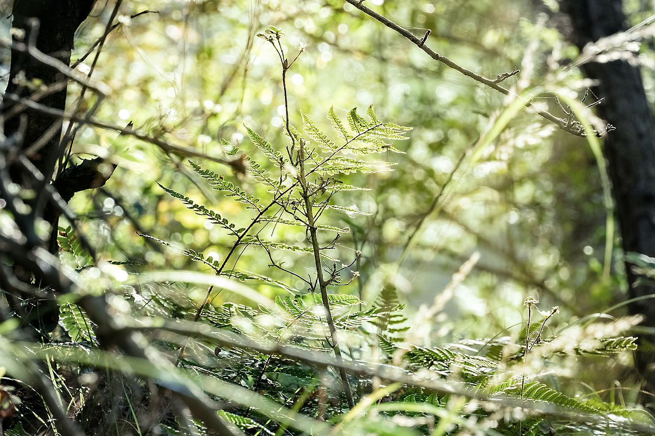 野生陽(yáng)光（圖ZMjc3ODkwMTg0） - 風(fēng)光攝影 - 站酷設(shè)計(jì)師只鳥原創(chuàng)素材 - 站酷ZCOOL
