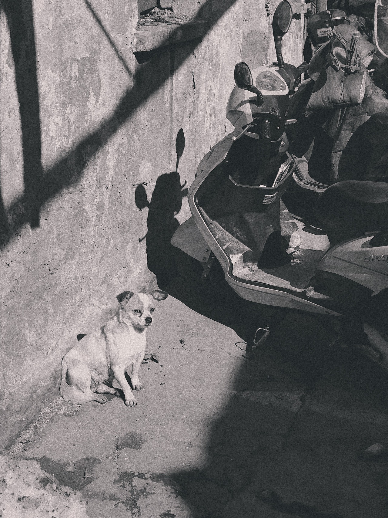 狗子:“泥瞅啥!?”