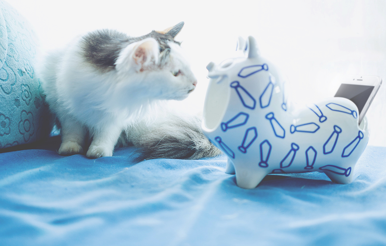 你有九条命吗（图ZNTc4NjA0MjA=） - 生活用品 - 站酷设计师andry原创素材 - 站酷ZCOOL