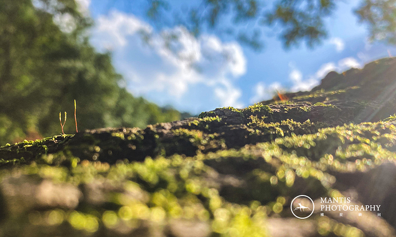 MANTIS 随拍2021（图ZMjgxNjA5Nzc2） - 风光摄影 - 站酷设计师aaa62621185原创素材 - 站酷ZCOOL