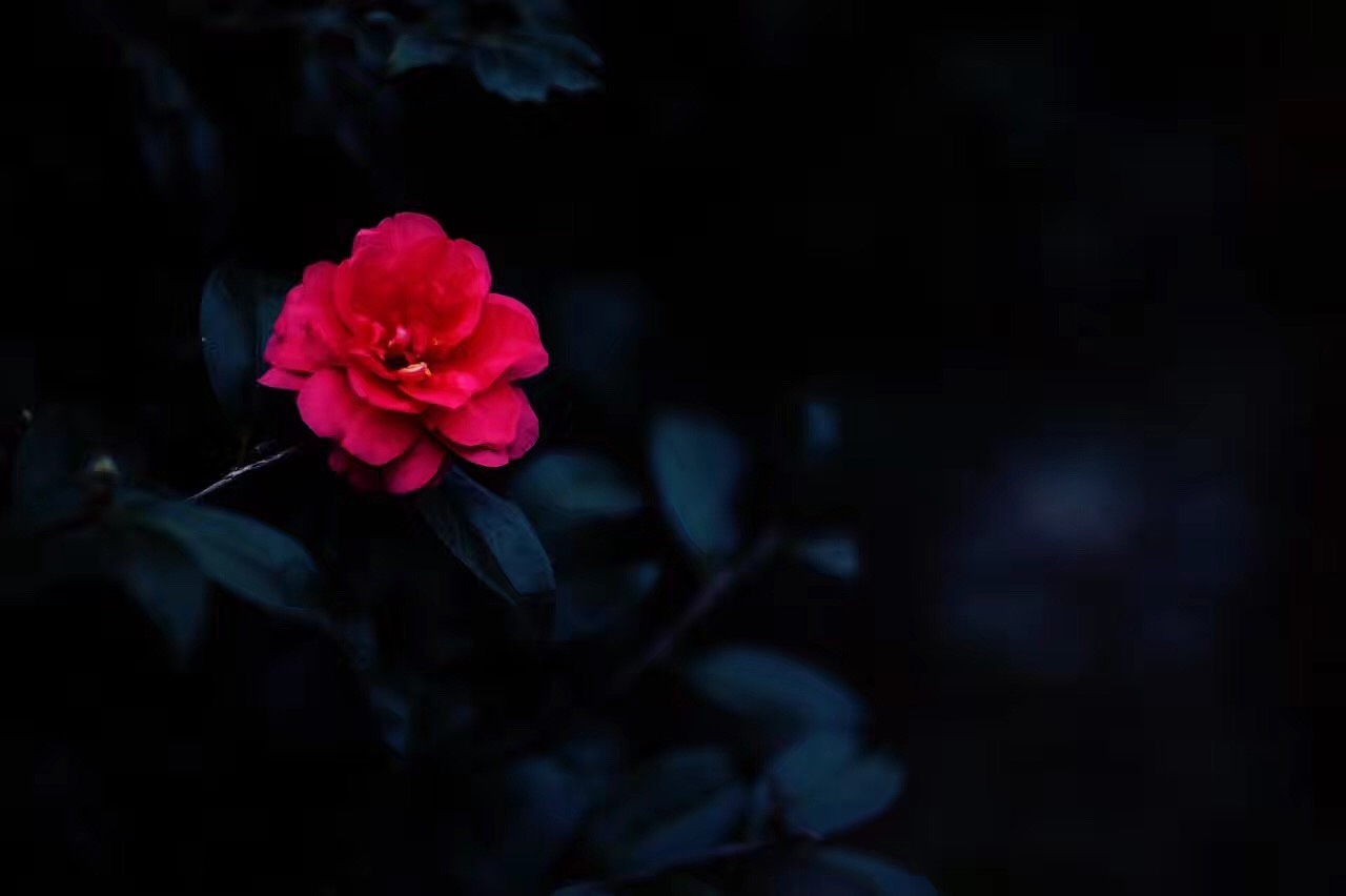 春日闲情·看花