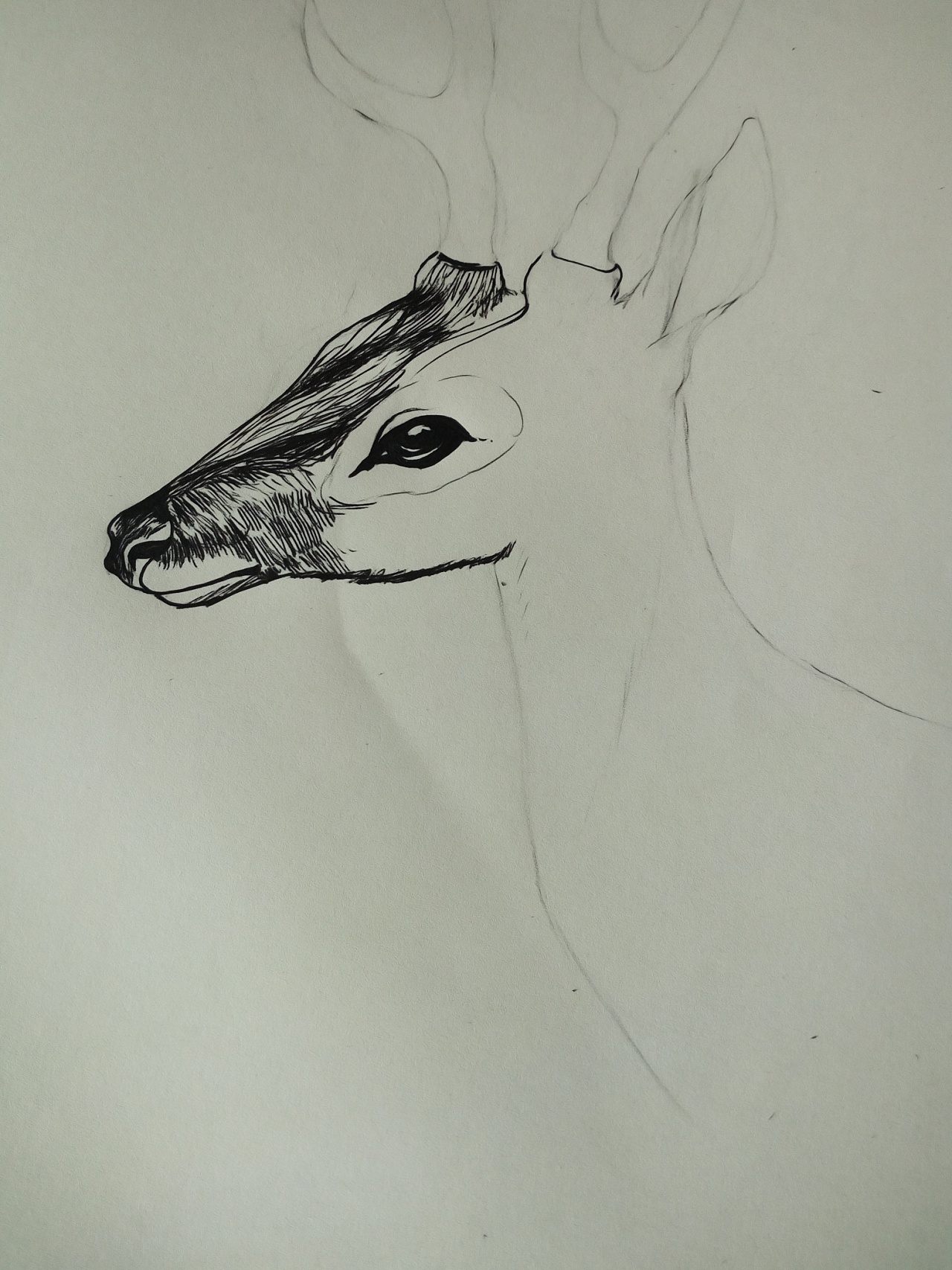 鹿|插画|创作习作|哎鸦鸦 - 原创作品 - 站酷 (zcool)