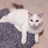 Ceciletttop的头像
