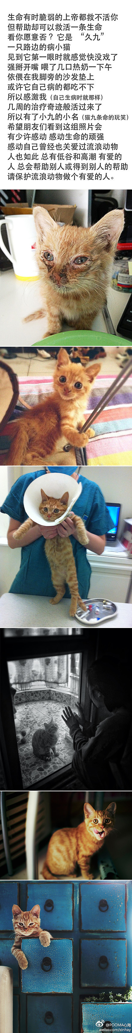 冬日来了 请关爱流浪动物！（图ZMTMxMzg4MjQ=） - 宠物摄影 - 站酷设计师郑心海原创素材 - 站酷ZCOOL