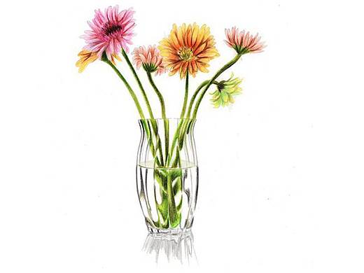 【驴大萌彩铅教程142】手绘玻璃瓶 水培插画 小菊花