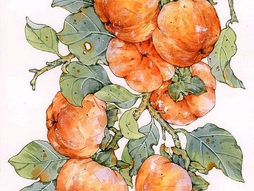 水彩——柿子🍅