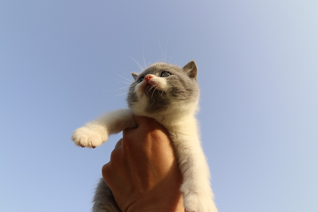 904英短蓝白-公-五粉小胡子35d602g 沐米猫舍 英短蓝白