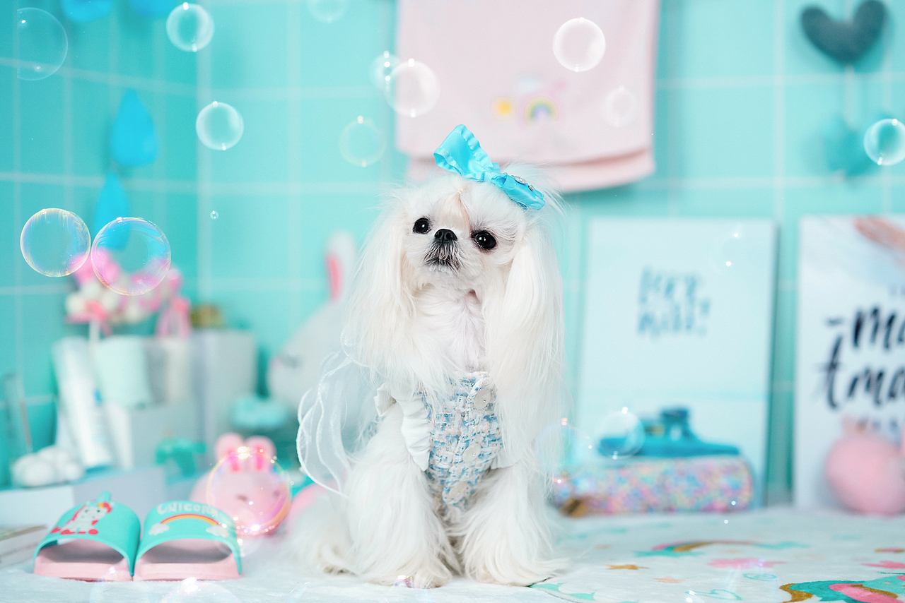 马尔济斯犬合集——宠爱拾光宠物摄影