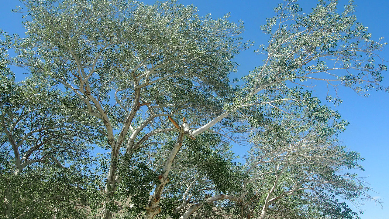 梦回·月牙泉（图ZMzk5NDkxNjA=） - 风光摄影 - 站酷设计师马强原创素材 - 站酷ZCOOL