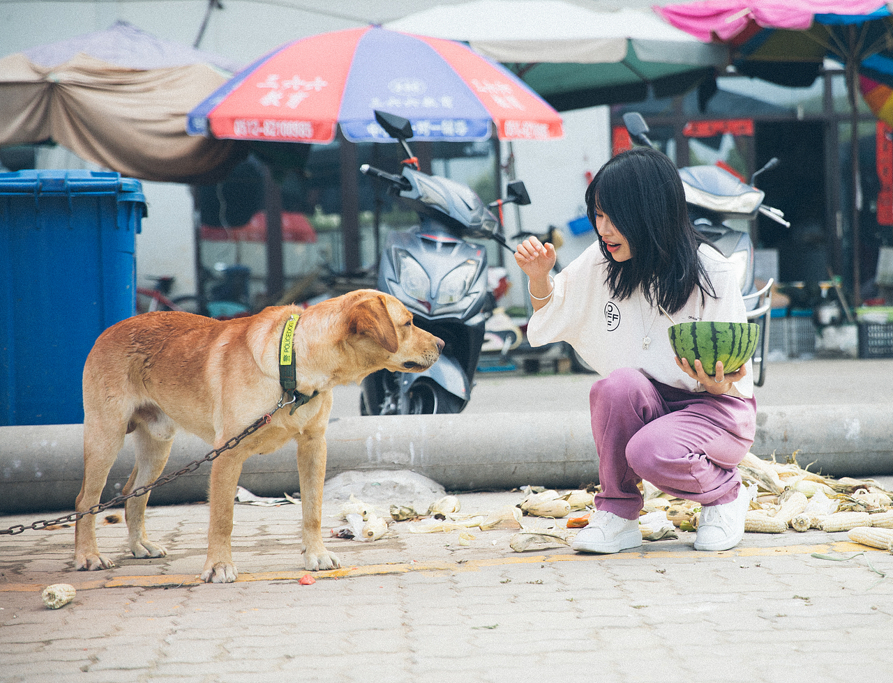 夏天和西瓜和狗