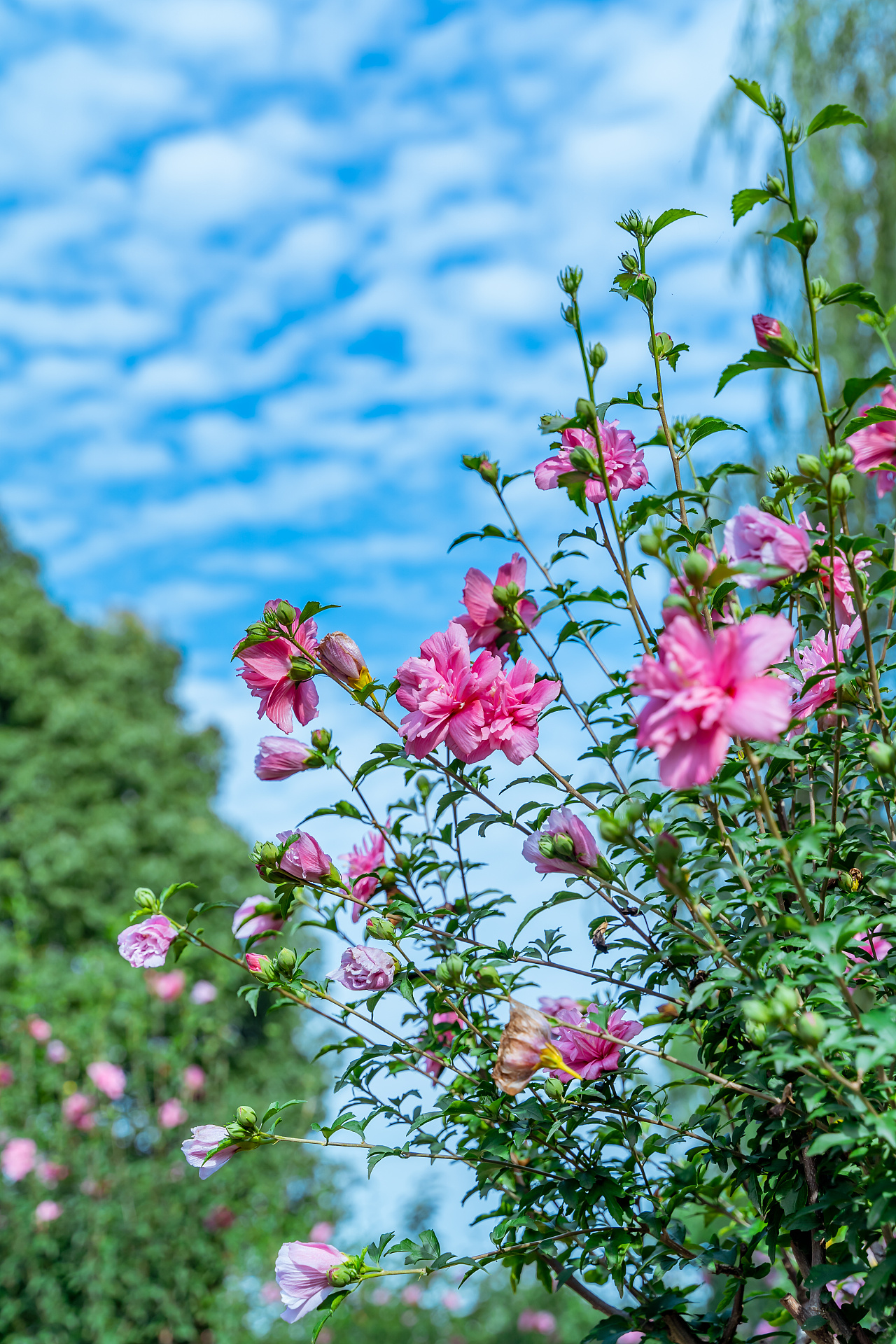 木槿花|摄影|风光摄影|诗说江南 - 原创作品 - 站酷 (zcool)