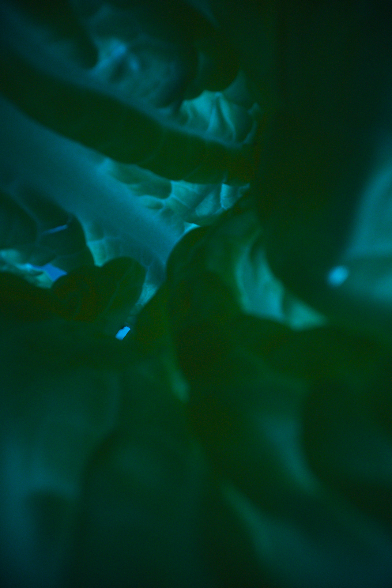 食物的快乐星球