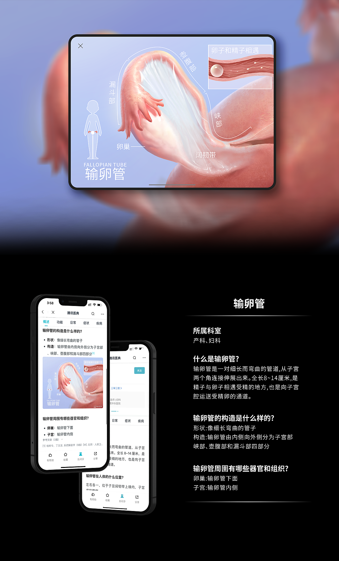 人体解剖高清海报合辑 | 医学插画（图ZMjgxNDQ5MTA4） - 商业插画 - 站酷设计师佰医绘原创素材 - 站酷ZCOOL