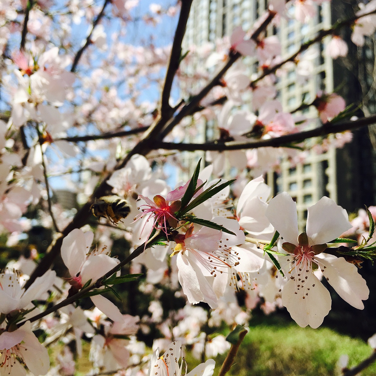 花（图ZNDU2MDk0MTY=） - 风光摄影 - 站酷设计师o木桃子o原创素材 - 站酷ZCOOL