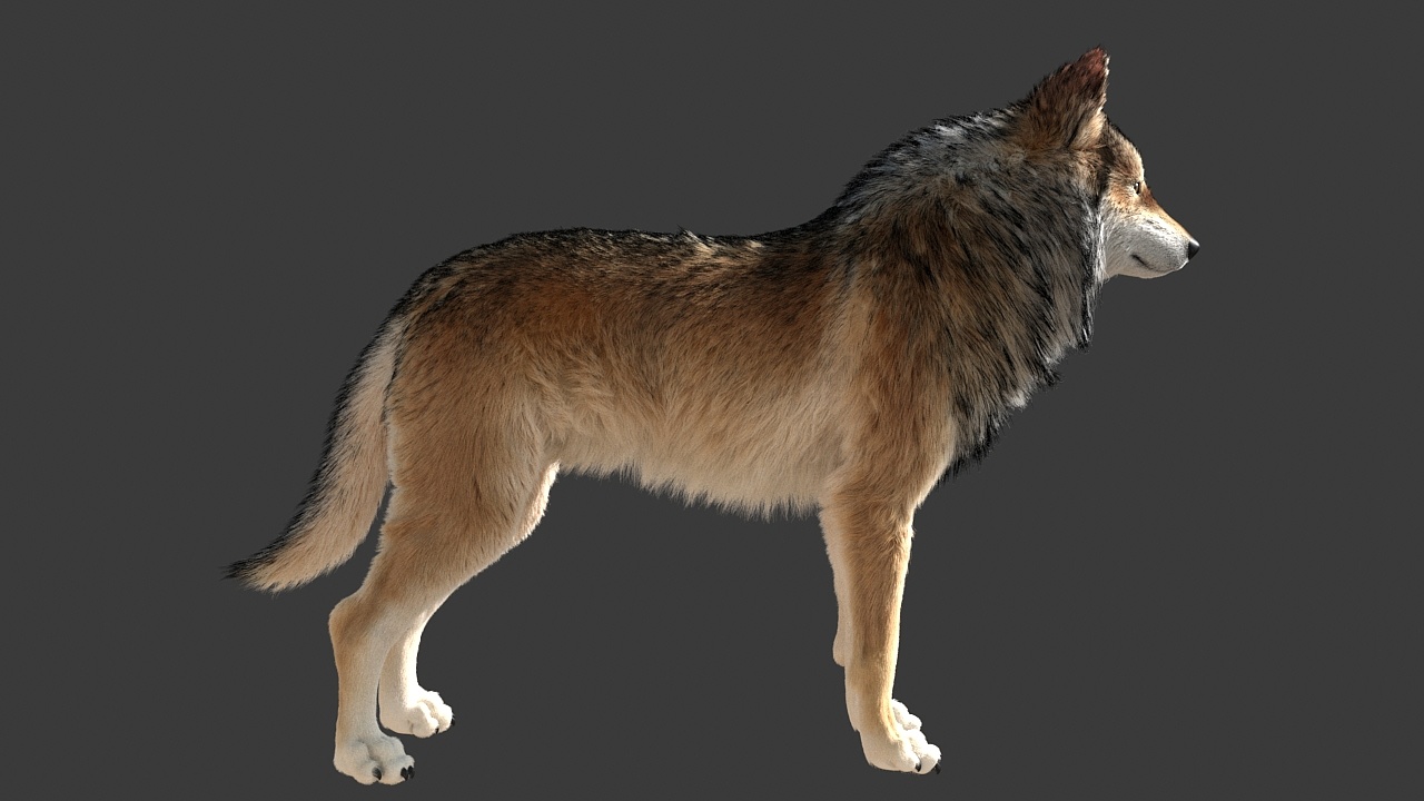 动物毛发练习狼