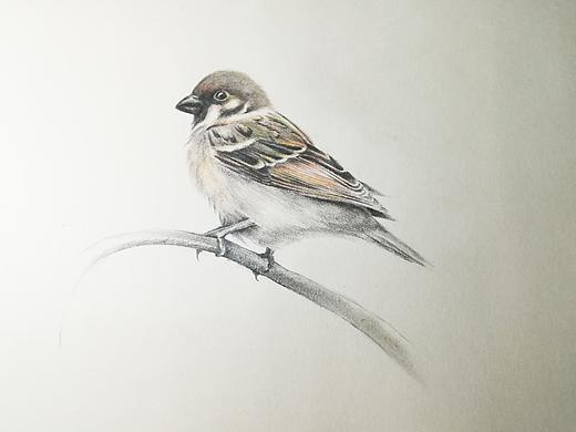 sparrow