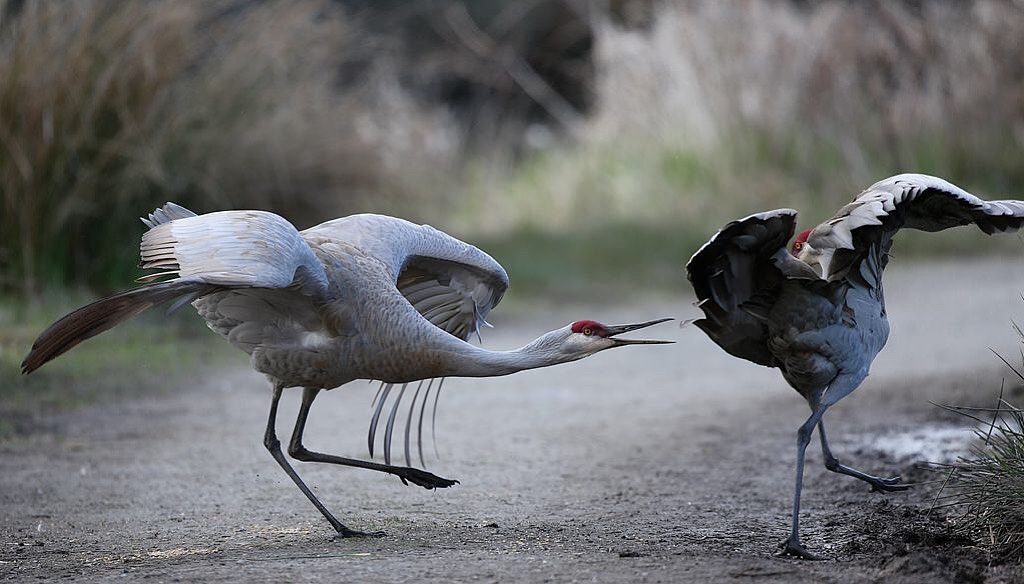 鹤氅如烟羽扇风赋情芳草绿阴中