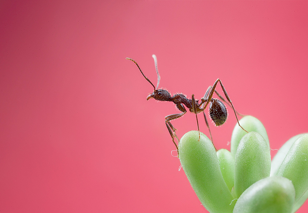 蚂蚁|摄影|风光摄影|艾丽斯囚徒 - 原创作品 - 站酷 (zcool)