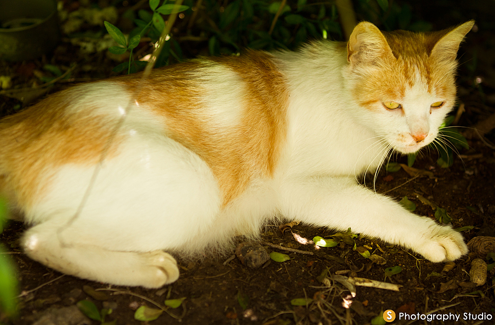 小花吃饱喝足，躲进树荫惬意地开始准备午睡了。