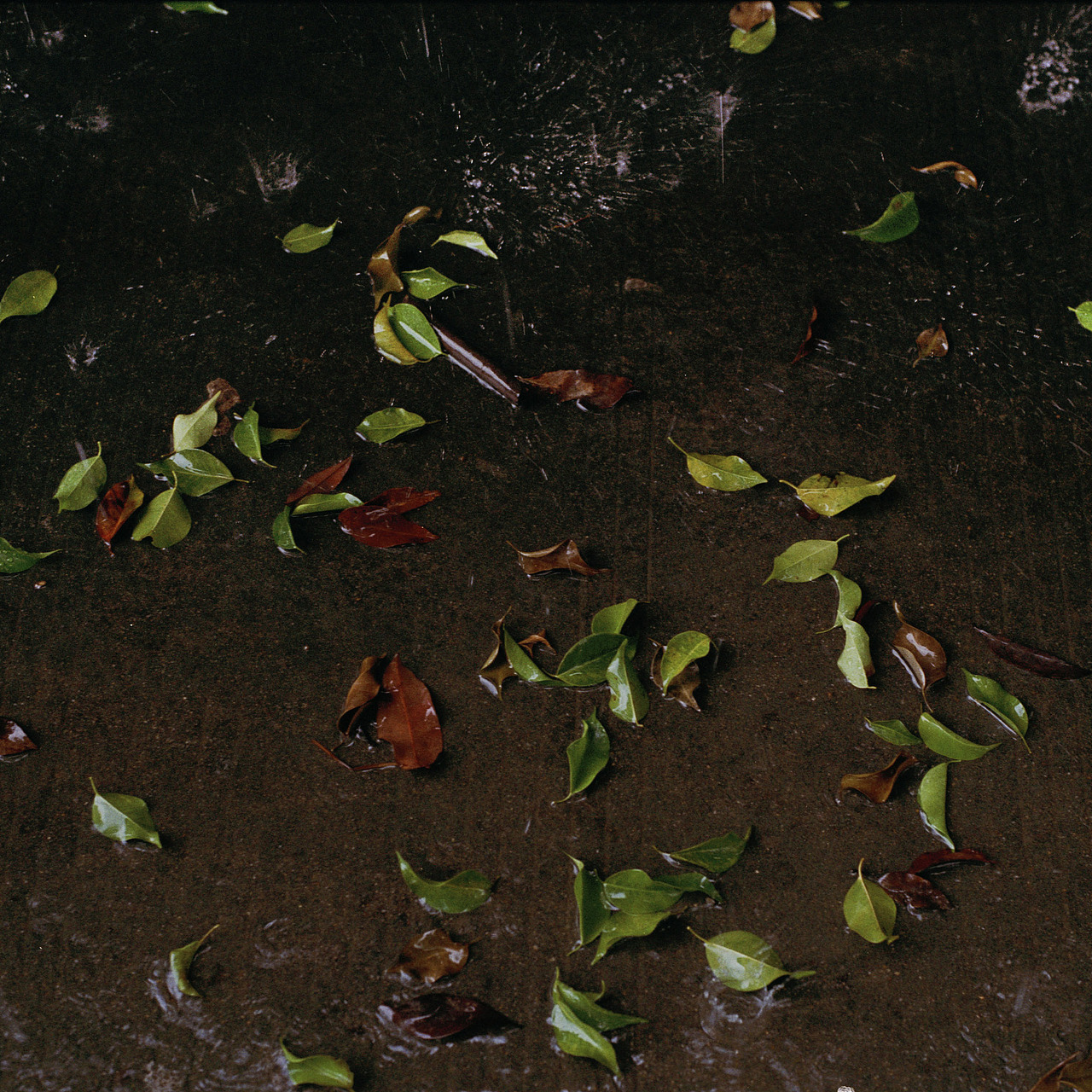 菲林植物图鉴（图ZMTMyMTg3NTMy） - 人像摄影 - 站酷设计师Chotsins原创素材 - 站酷ZCOOL