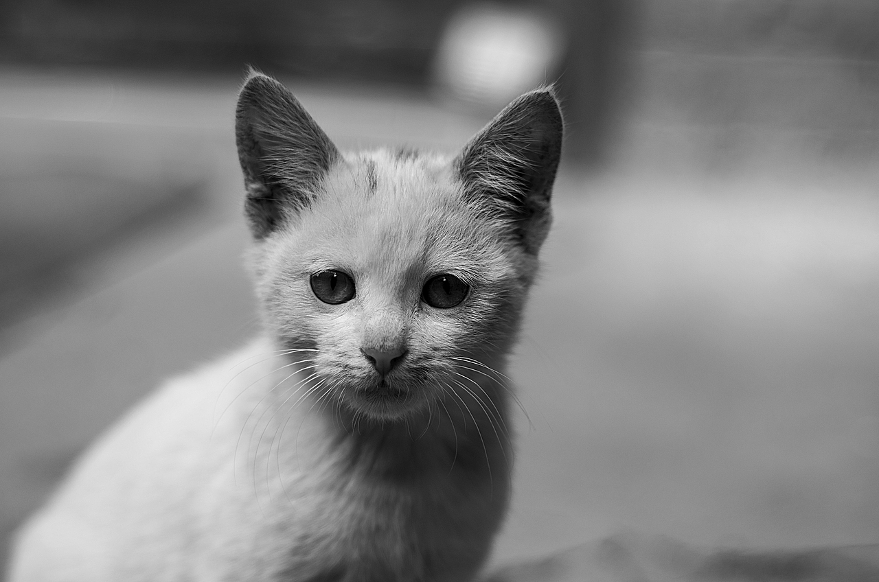 来自乡下的文艺——猫姐(>^ω^<)!!