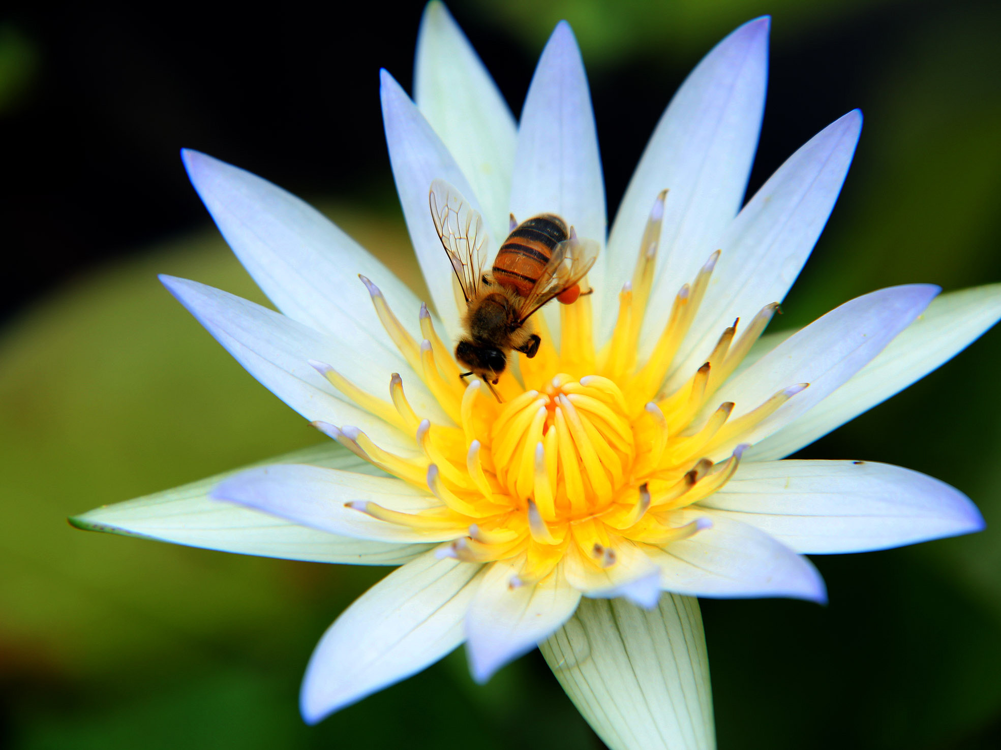 第三次微距拍摄,新手 近摄镜拍摄.