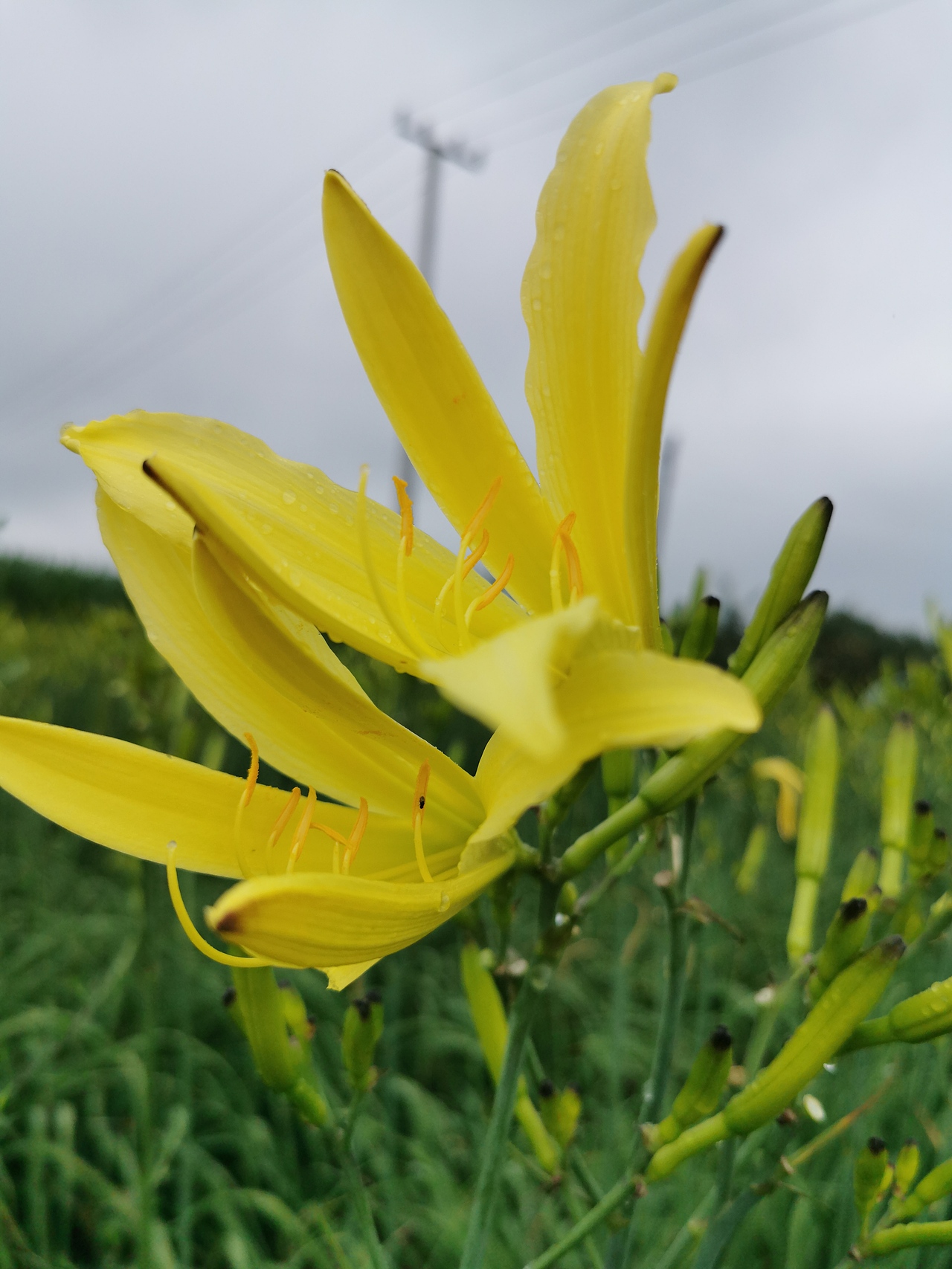 农产品——黄花菜（图ZMjI1OTM0MjE2） - 风光摄影 - 站酷设计师一块咸砖头原创素材 - 站酷ZCOOL