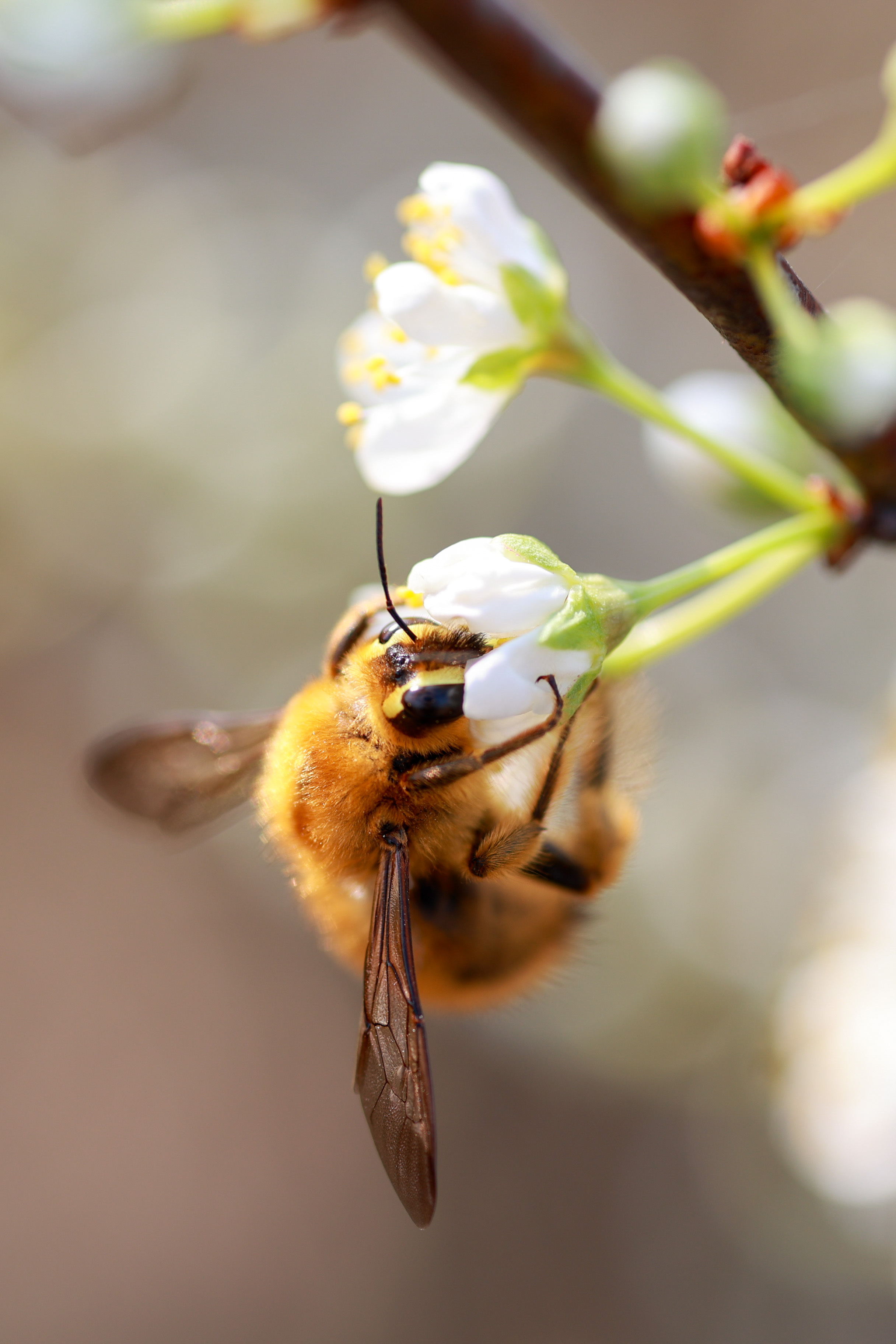 圆滚滚的蜜蜂图片