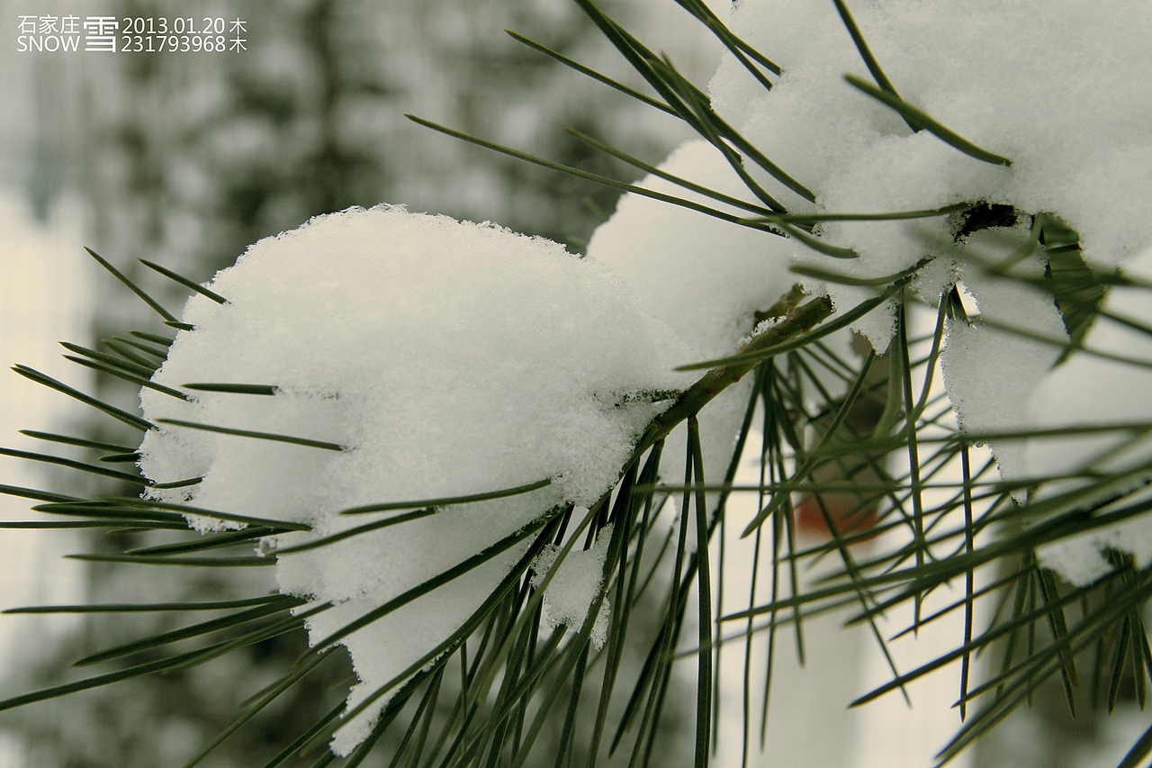 2013-01-20-石家庄-雪--2