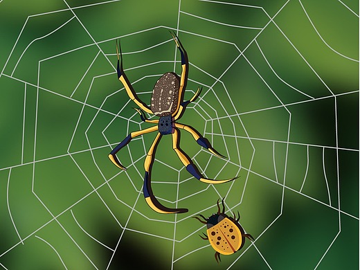蜘蛛捕猎