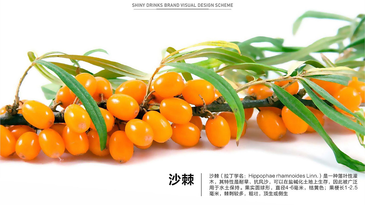 sac沙棘饮料品牌形象与包装设计