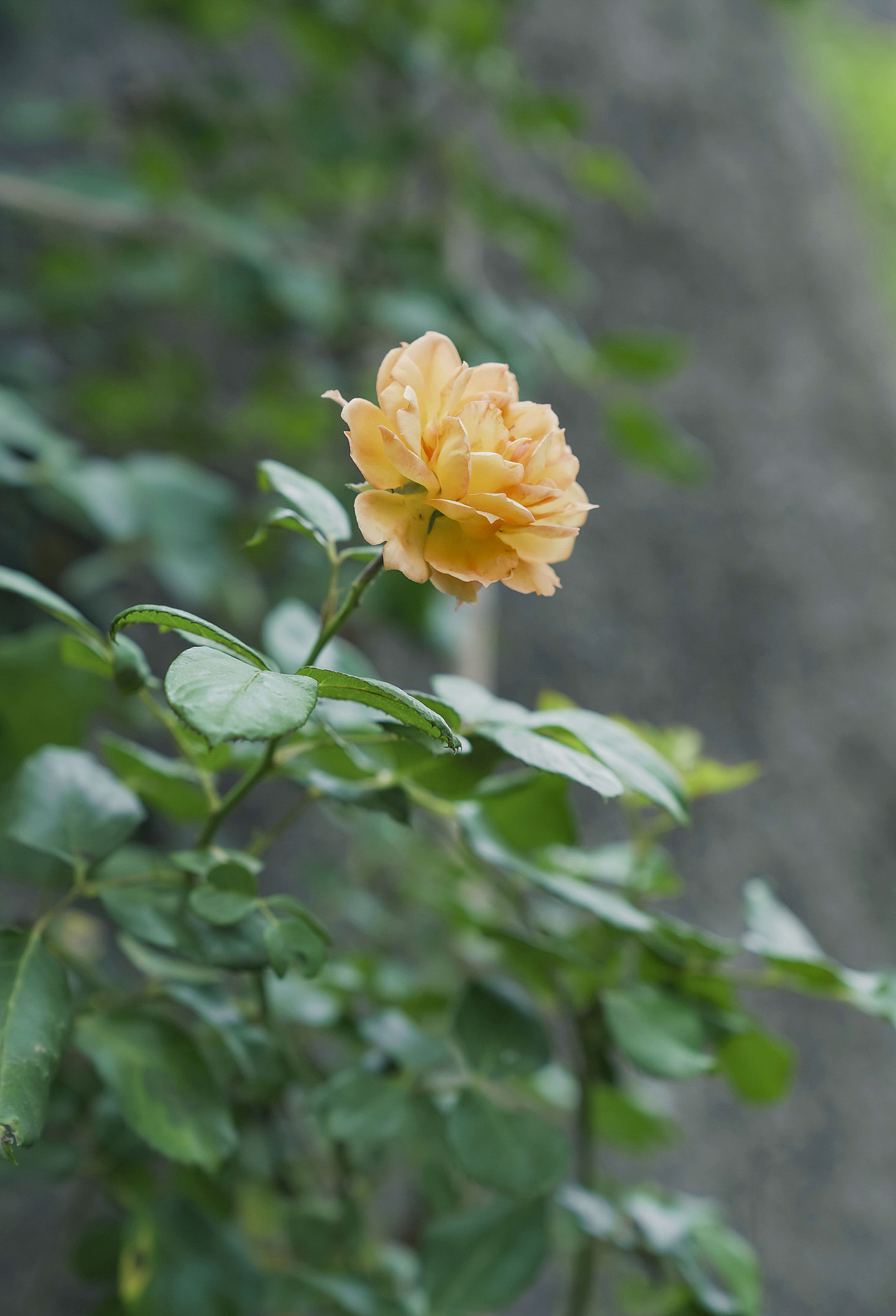 清清凉凉·茶具