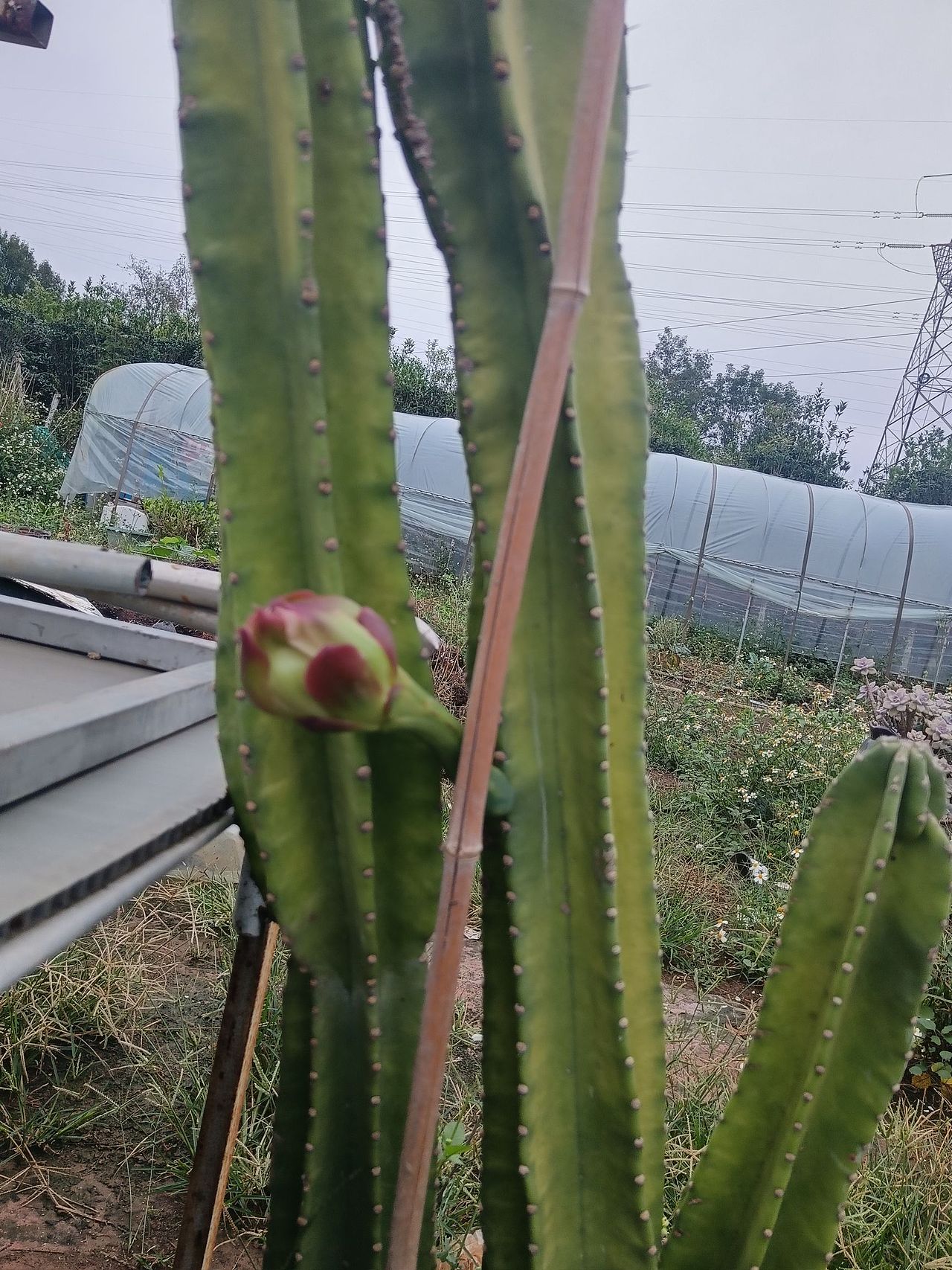 洁白高雅的多肉植物擎天柱开花
