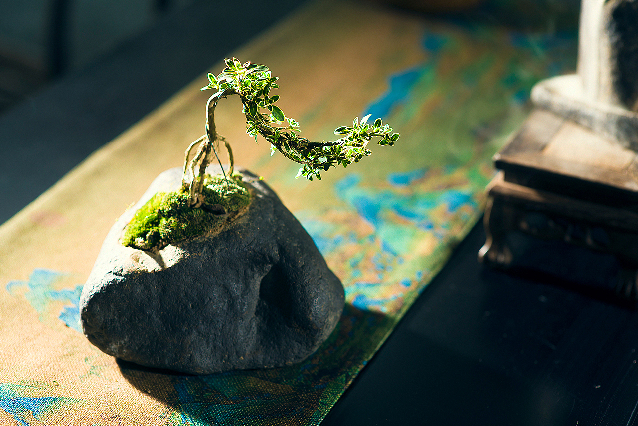 六月雪小盆景打个鹅卵石头盆放桌子上当摆件的绿植盆栽（图ZMjA0NzgwMDQw） - 产品摄影 - 站酷设计师pobehu原创素材 - 站酷ZCOOL