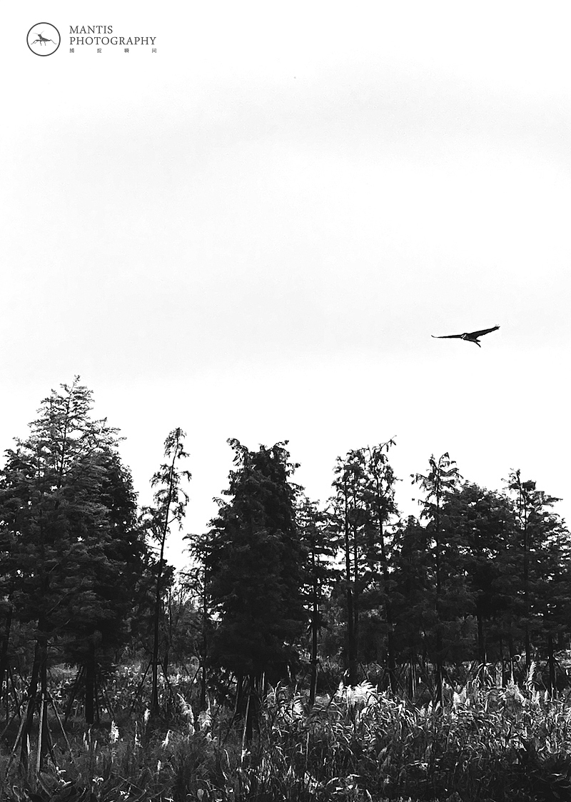 MANTIS 随拍2021（图ZMjgxNjA5NzQ4） - 风光摄影 - 站酷设计师aaa62621185原创素材 - 站酷ZCOOL