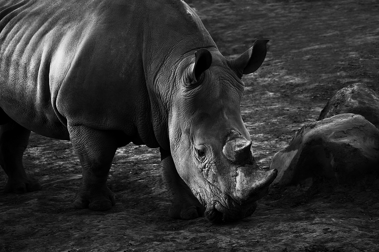 白犀牛|摄影|宠物摄影|lylee16_原创作品-站酷zcool