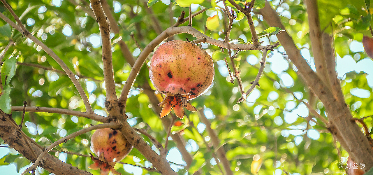 家附近随拍（三）（图ZMjE4OTExNjY0） - 风光摄影 - 站酷设计师劉九期原创素材 - 站酷ZCOOL