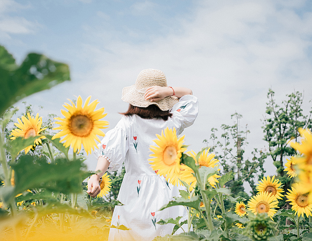 盛夏の向日葵
