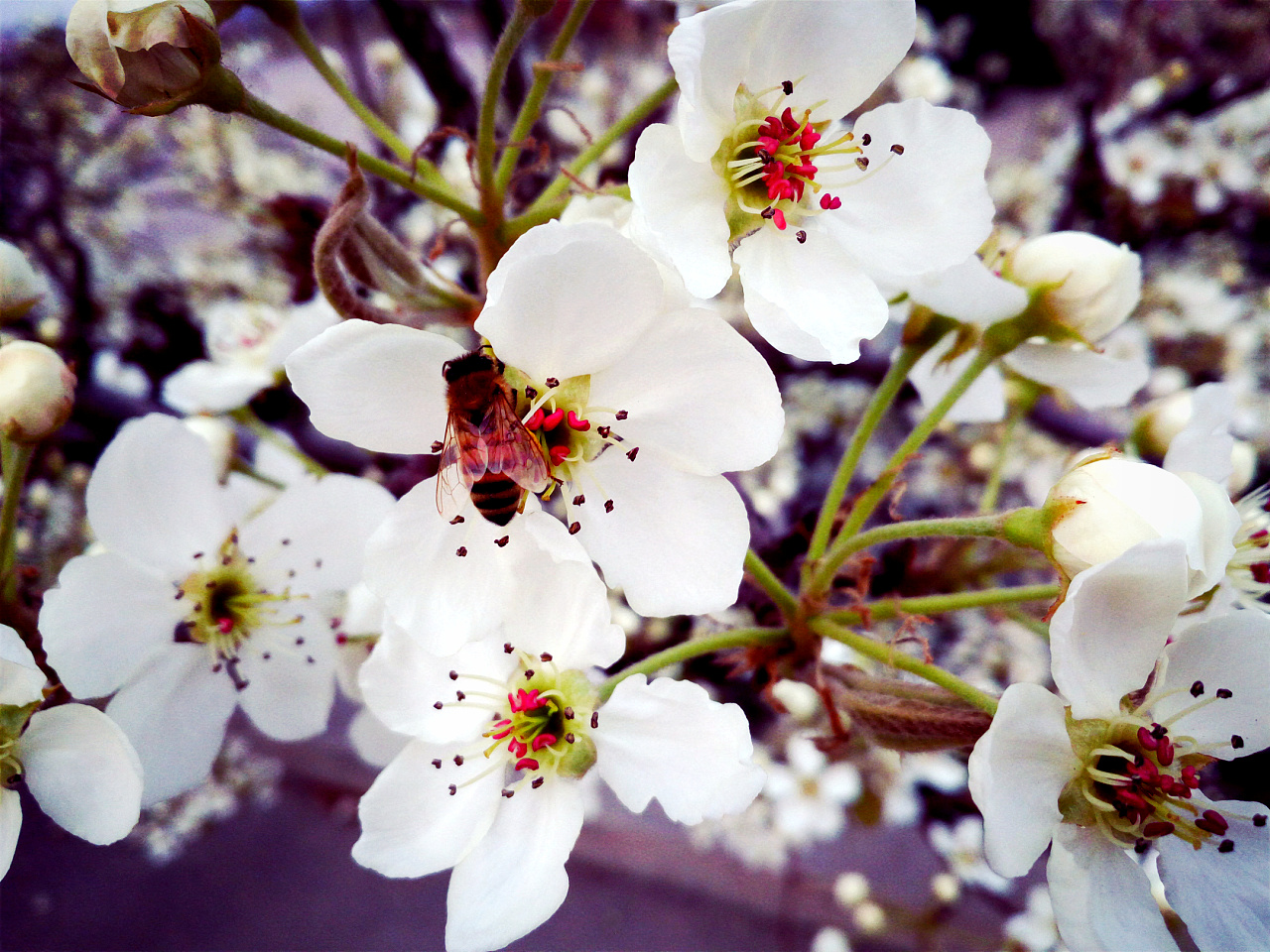 春天纯洁的白色梨花图片素材_免费下载_jpg图片格式_高清图片500008606_摄图网
